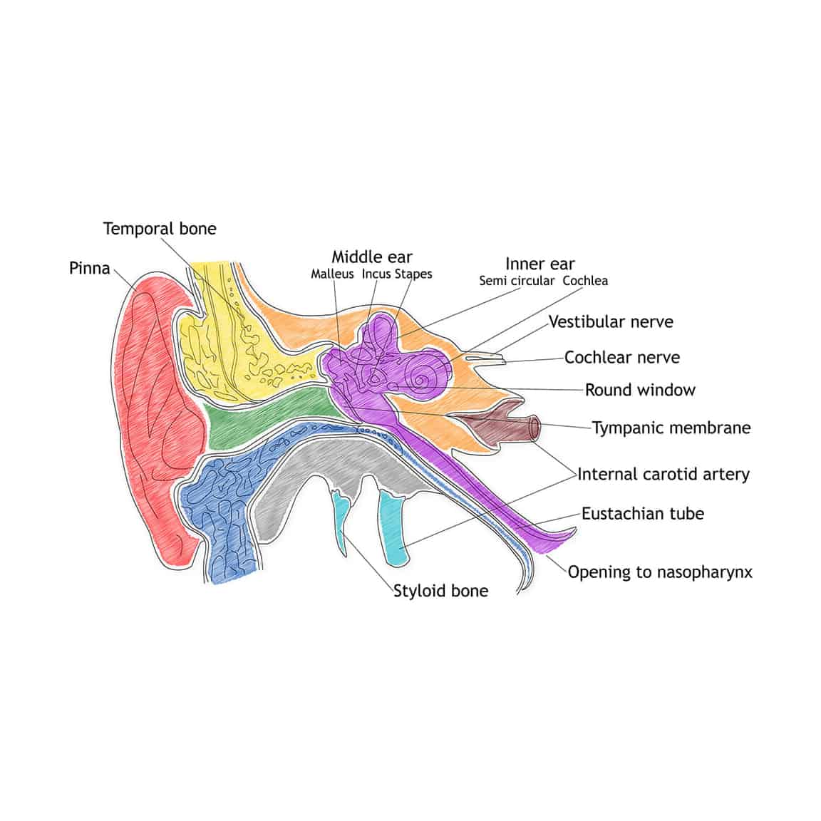 ear diagram showing how hearing works